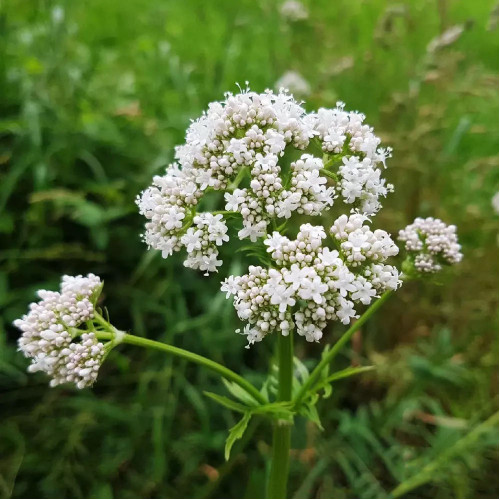 Valeriána lekárska – ( Valeriana officinalis L. ) / živá bylinka, rastlinka v kvetináči